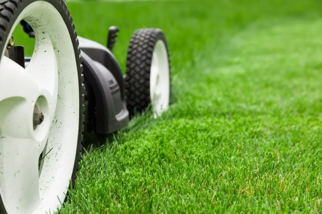 Lawn Maintenance