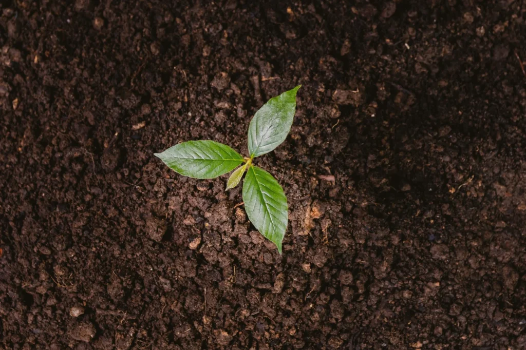 Tree Planting