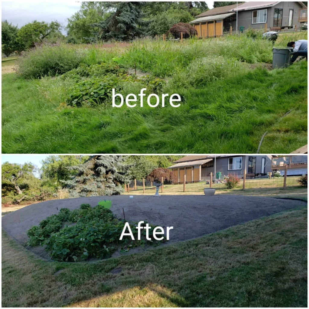 Yard Cleanup
