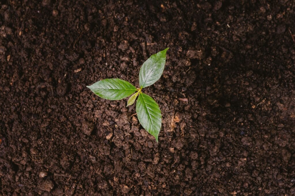 A small tree planting trees tenderly.