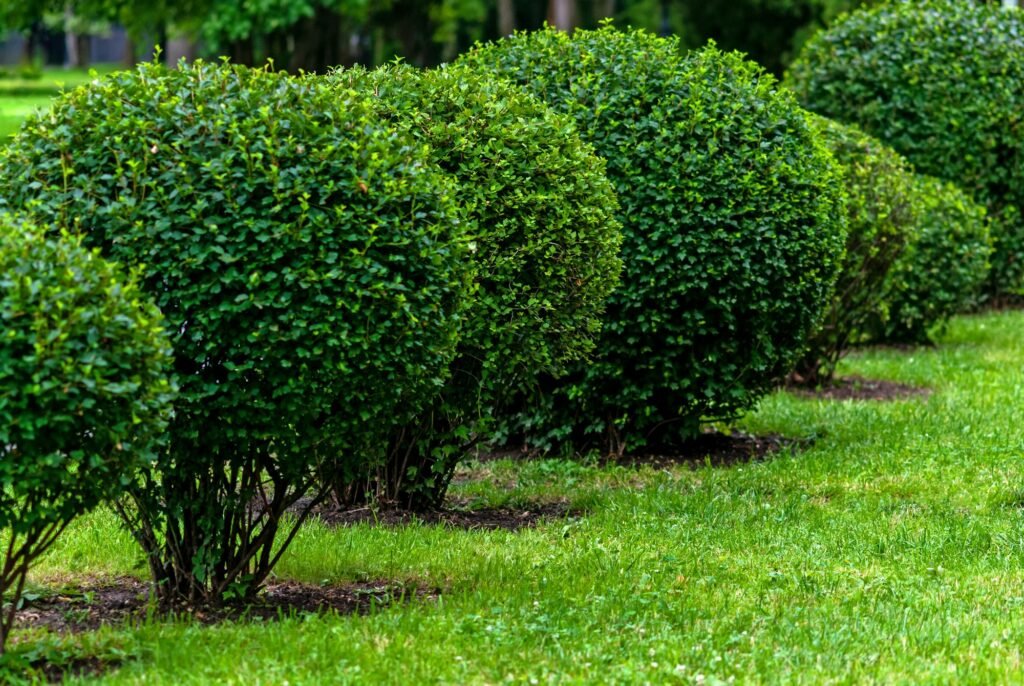 bushes trimmed into balls in the city park, the topiary art