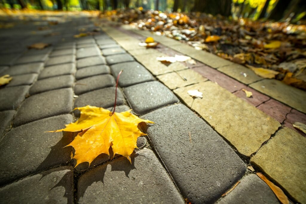 Close up of big yellow maple leaves laying on pedestrian sidewalk in autumn park