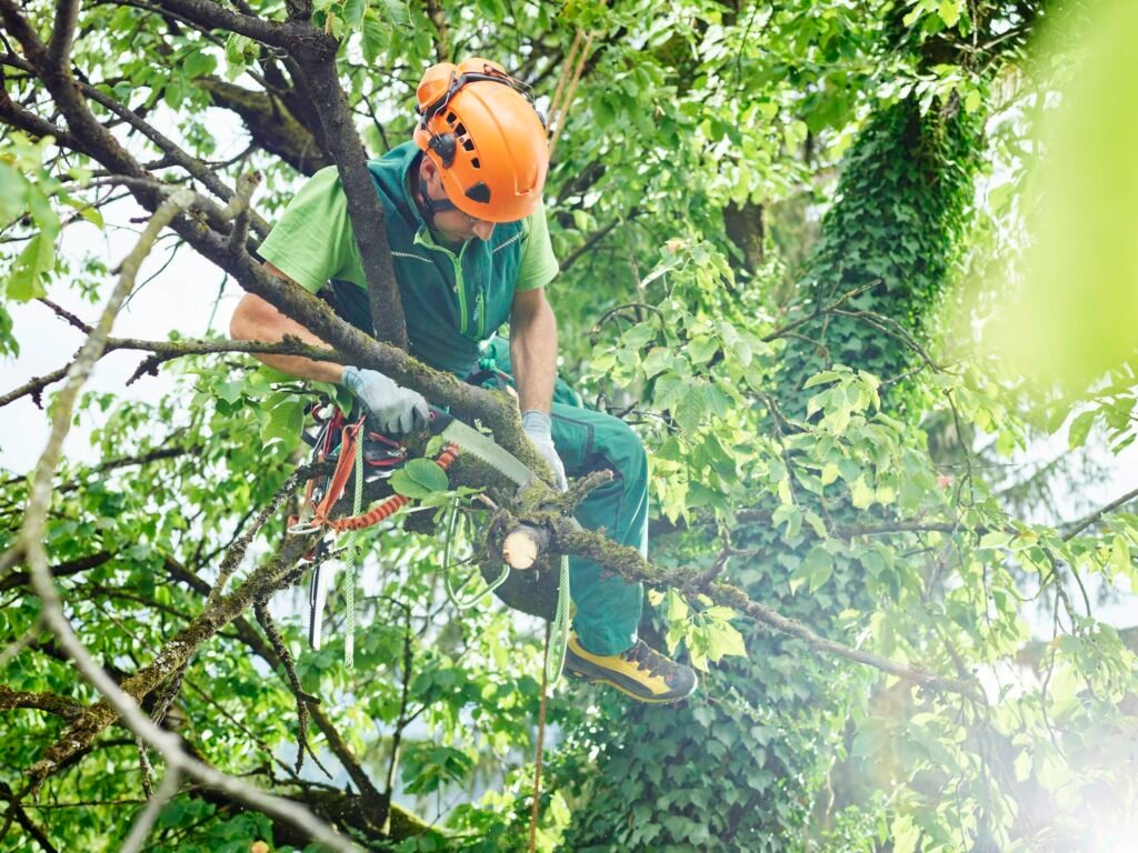 Tree cutter pruning of tree