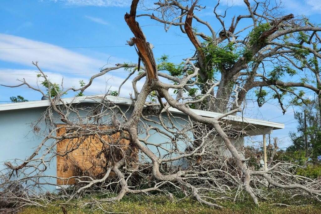 Tree removal after hurricane damage in Florida home backyard.